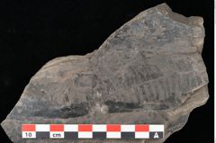 Foto (Detailansicht) von Laccopteris muensteri Schenk (NHMW-GEO-2024-0188-10523)